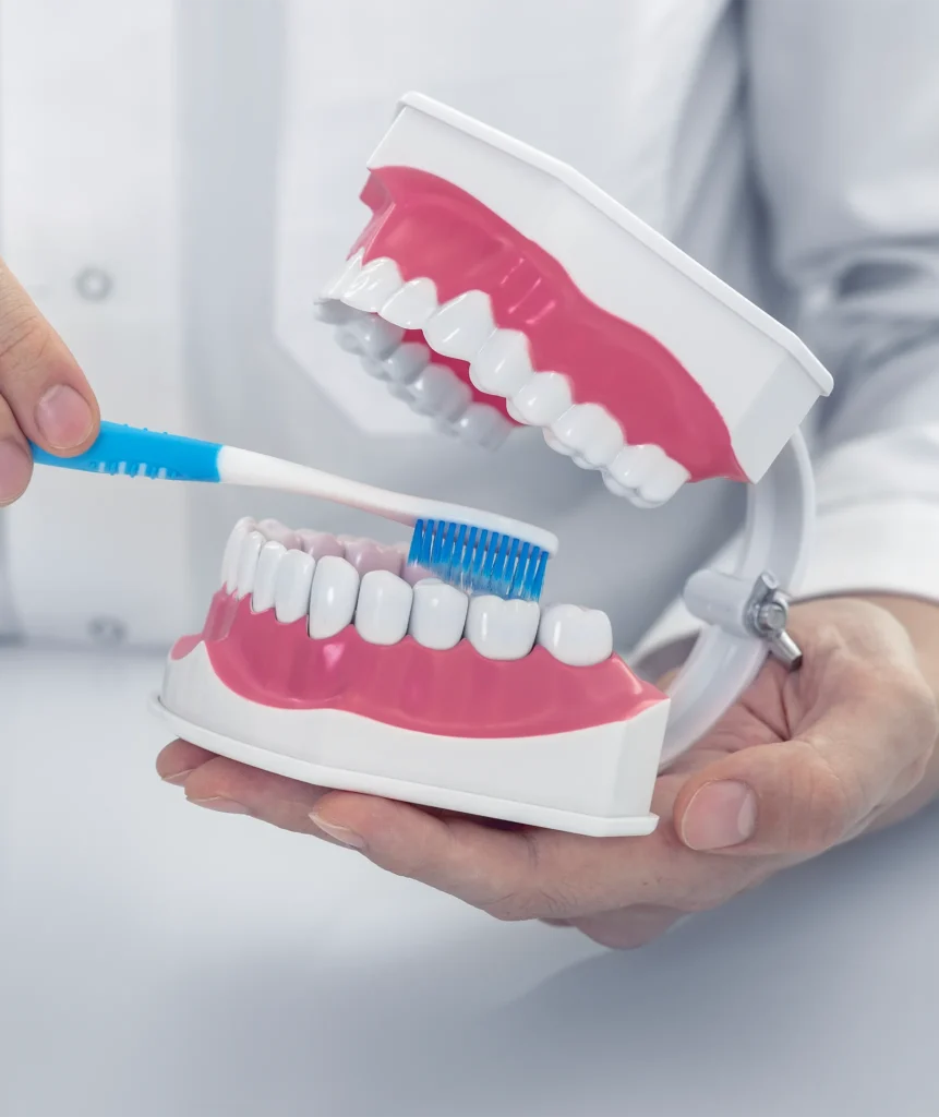 Dentist demonstrating correct toothbrushing technique on a large open dental jaw model with a toothbrush
